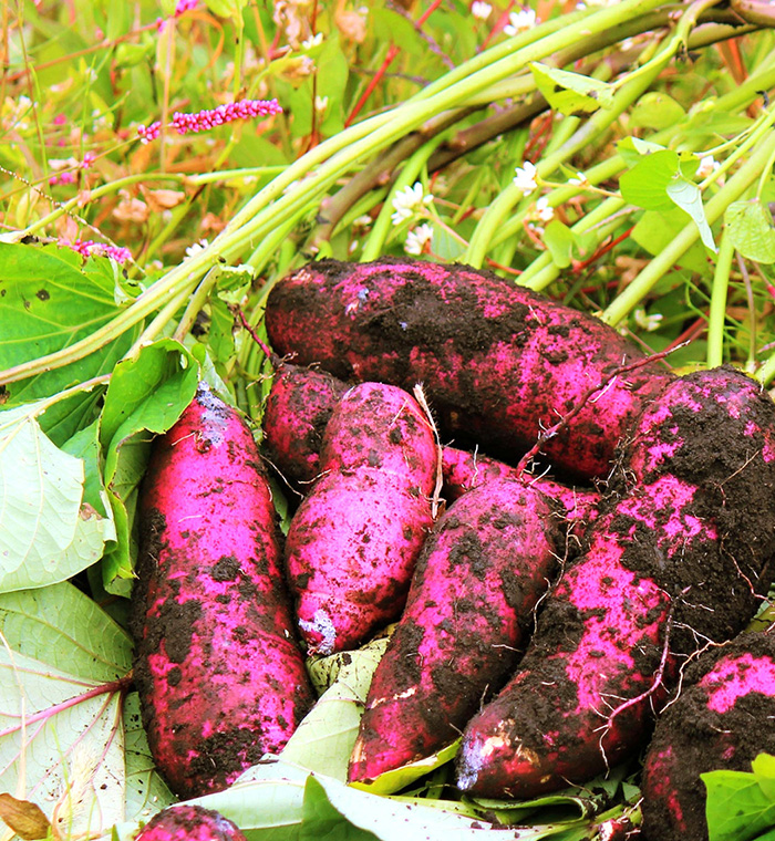 紅あずま【千葉県成田市】さつまいも農場 - KOUMA FARM