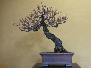 盆栽の種類｜春花園webサイト