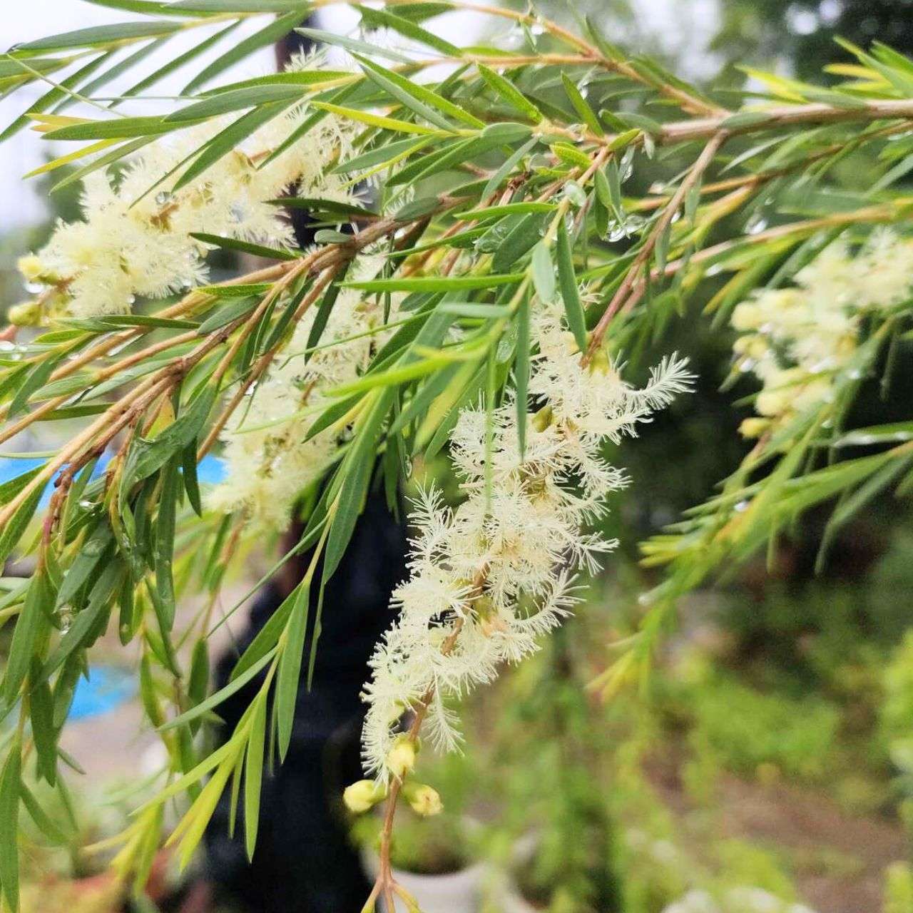 メラレウカ・スノーインサマー (メラレウカ・リナリイフォリア