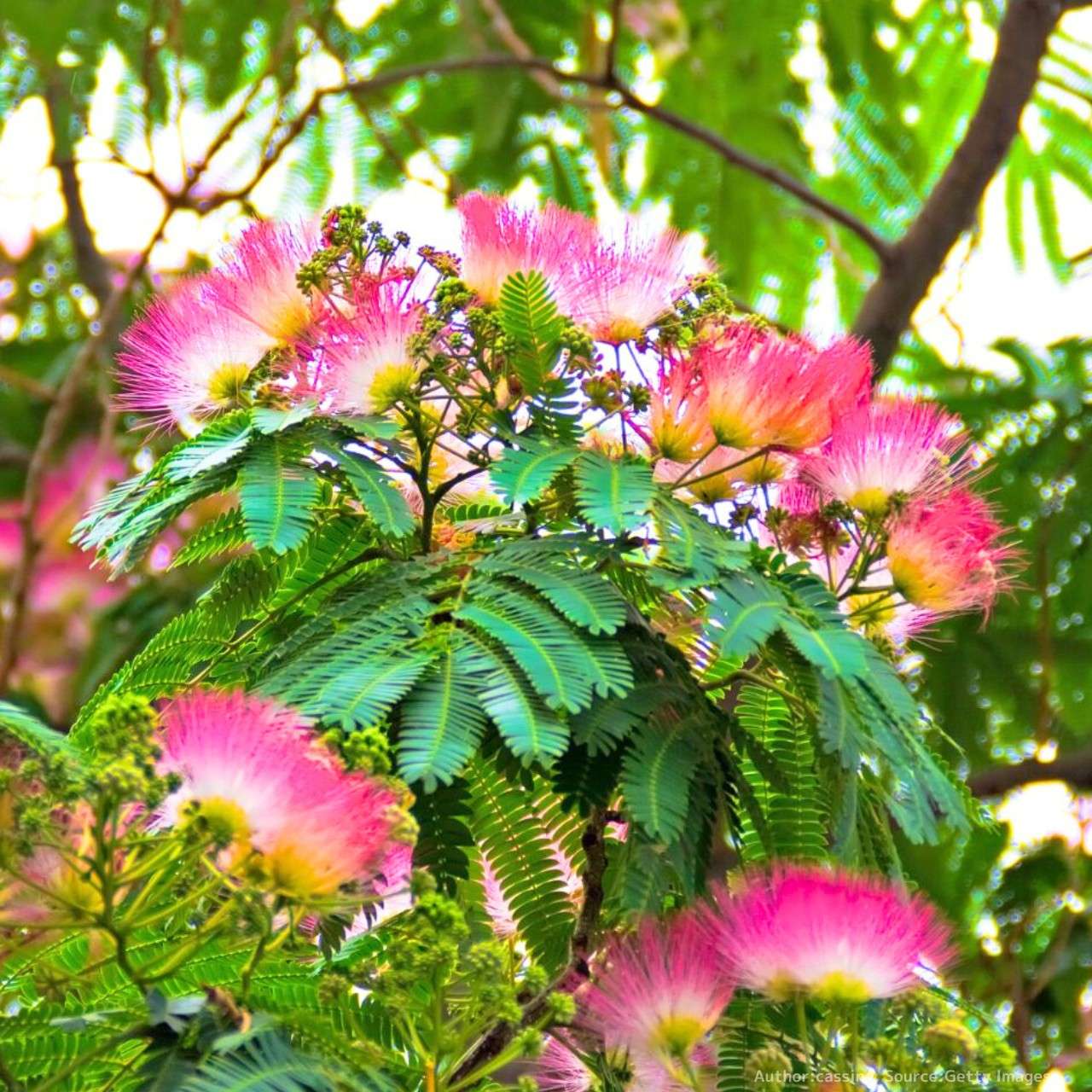 ネムノキ（合歓木） (シルクツリー) – 取り扱い植物の説明と育て方