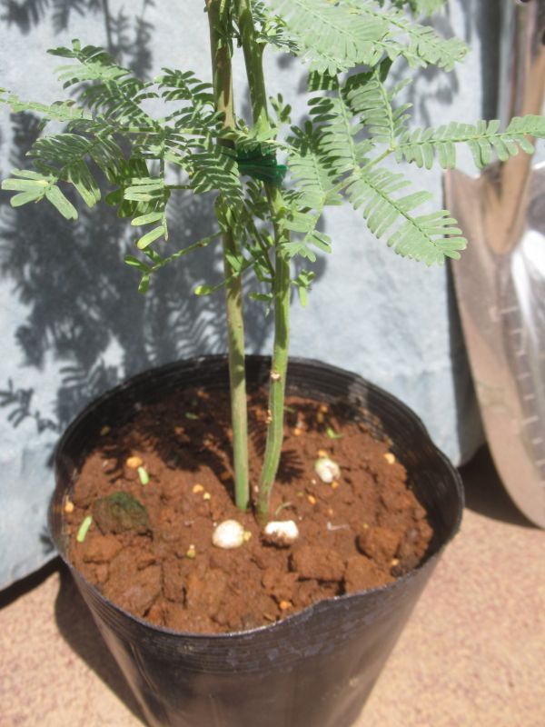 ローズマリー ミモザ ギンヨウアカシア 100サイズ ローズマリー ミモザ