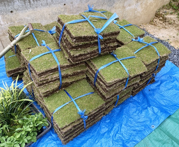 コハウチワカエデ、オリーブシプレッシーノ。あとフェイジョアと