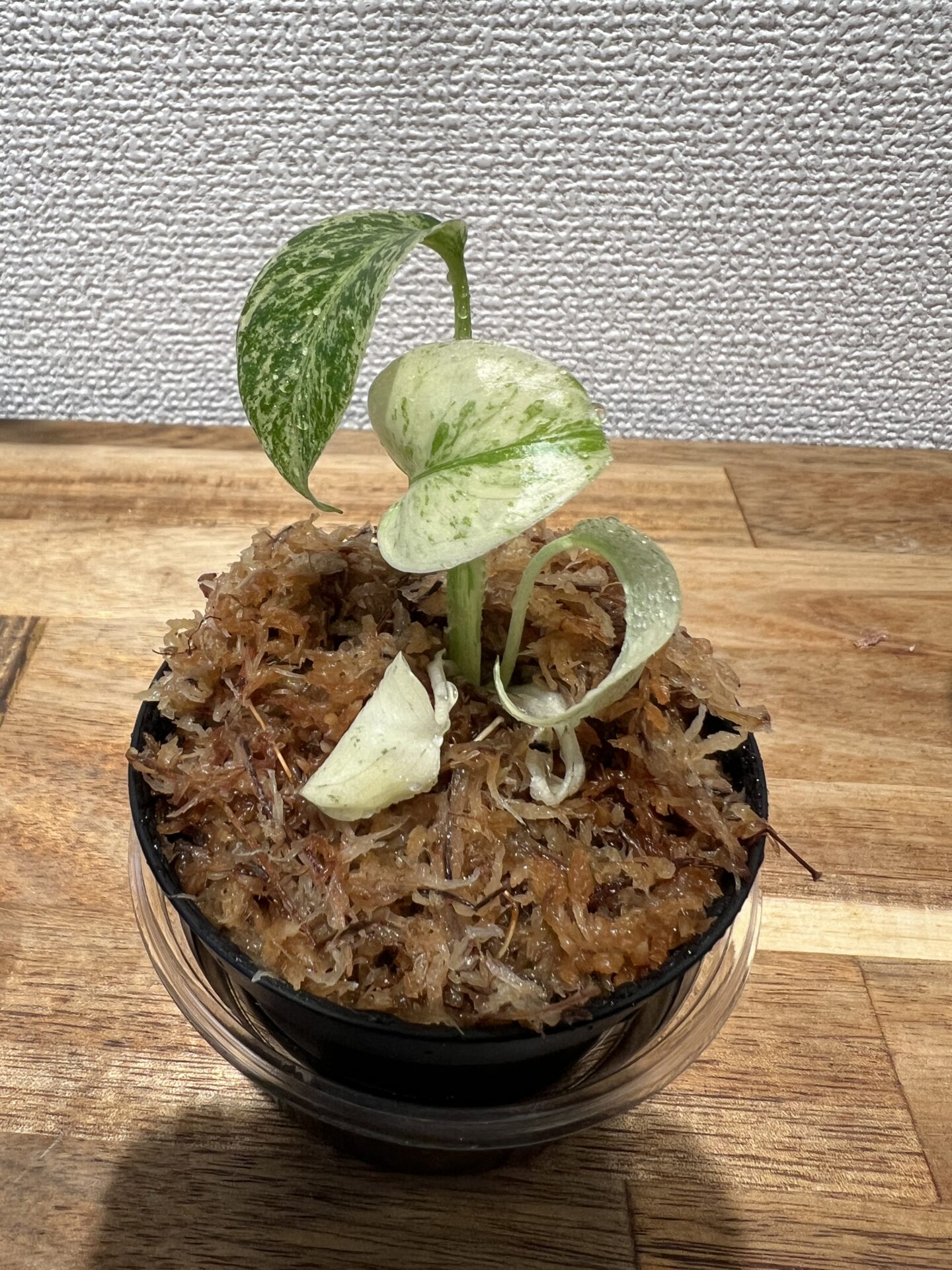 モンステラ・デリシオーサ 'ミント バリエガータ'成長記録・育て方