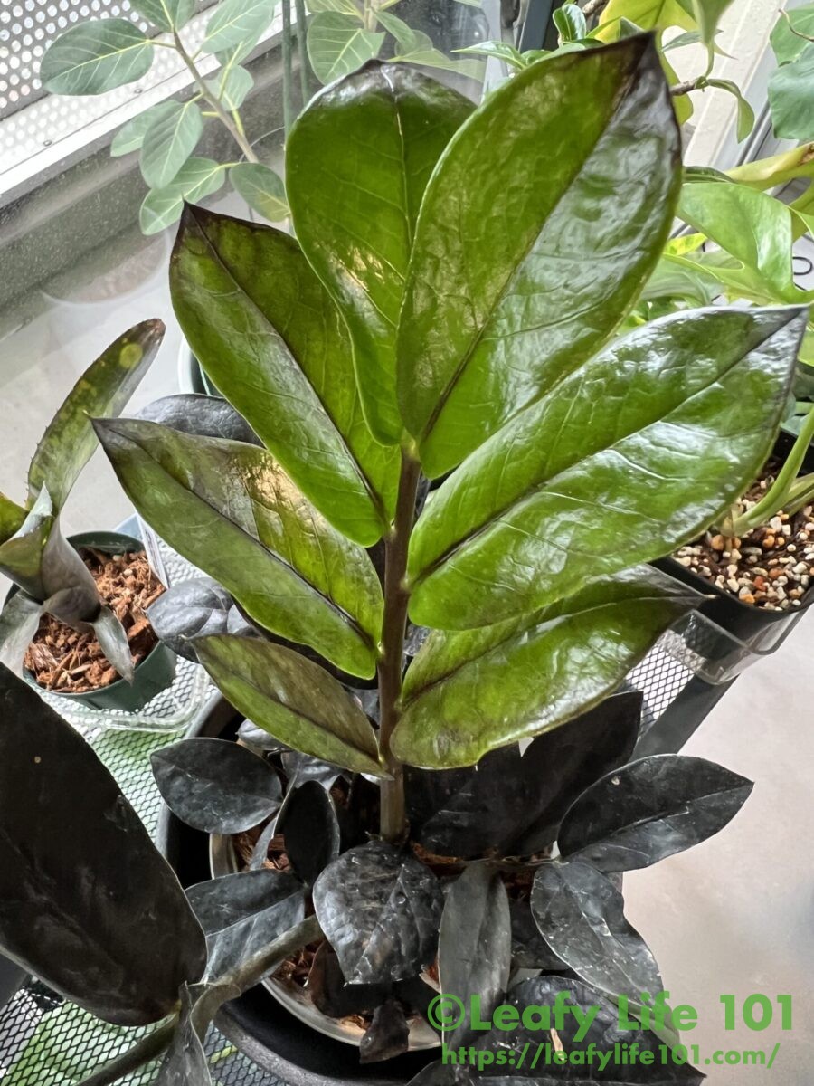 ザミオクルカス・ザミフォーリア・レイブン成長記録・育て方