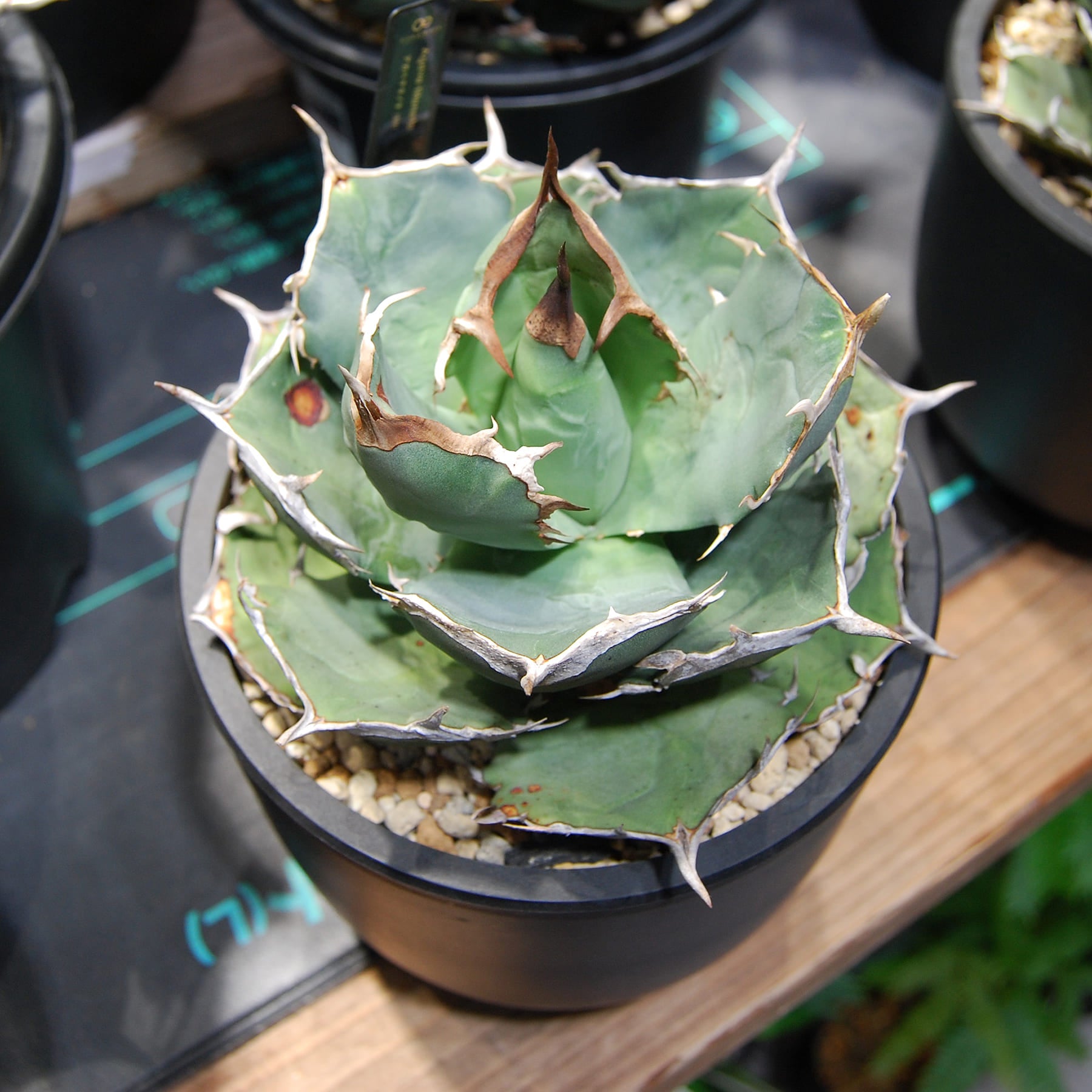 アガベ チタノタ（EU）コンパクタ 024 – linkplants -リンクプランツ-