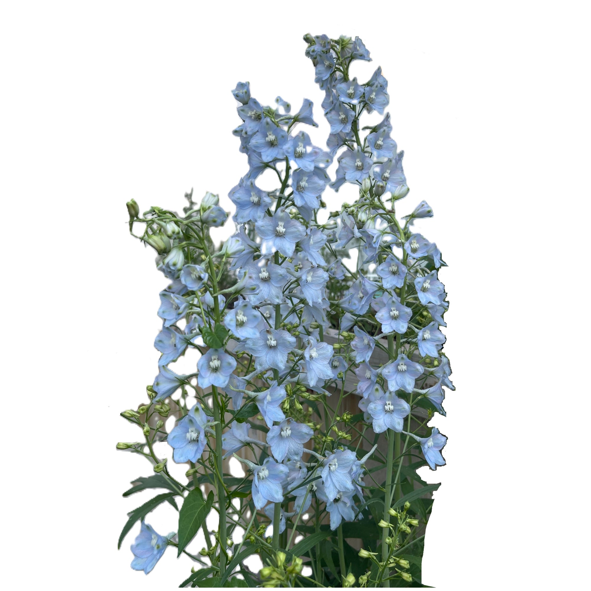 Light Blue Delphinium 100 Seeds – LIZA'S PLANTS YYC