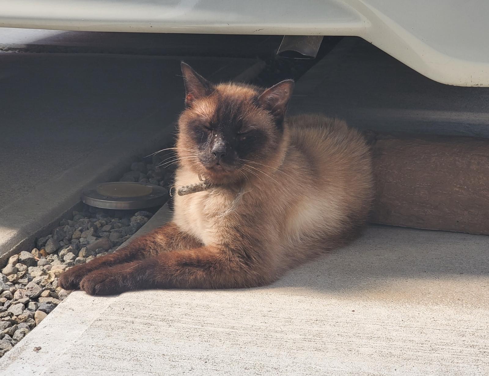 首輪のあるシャム猫を保護しました