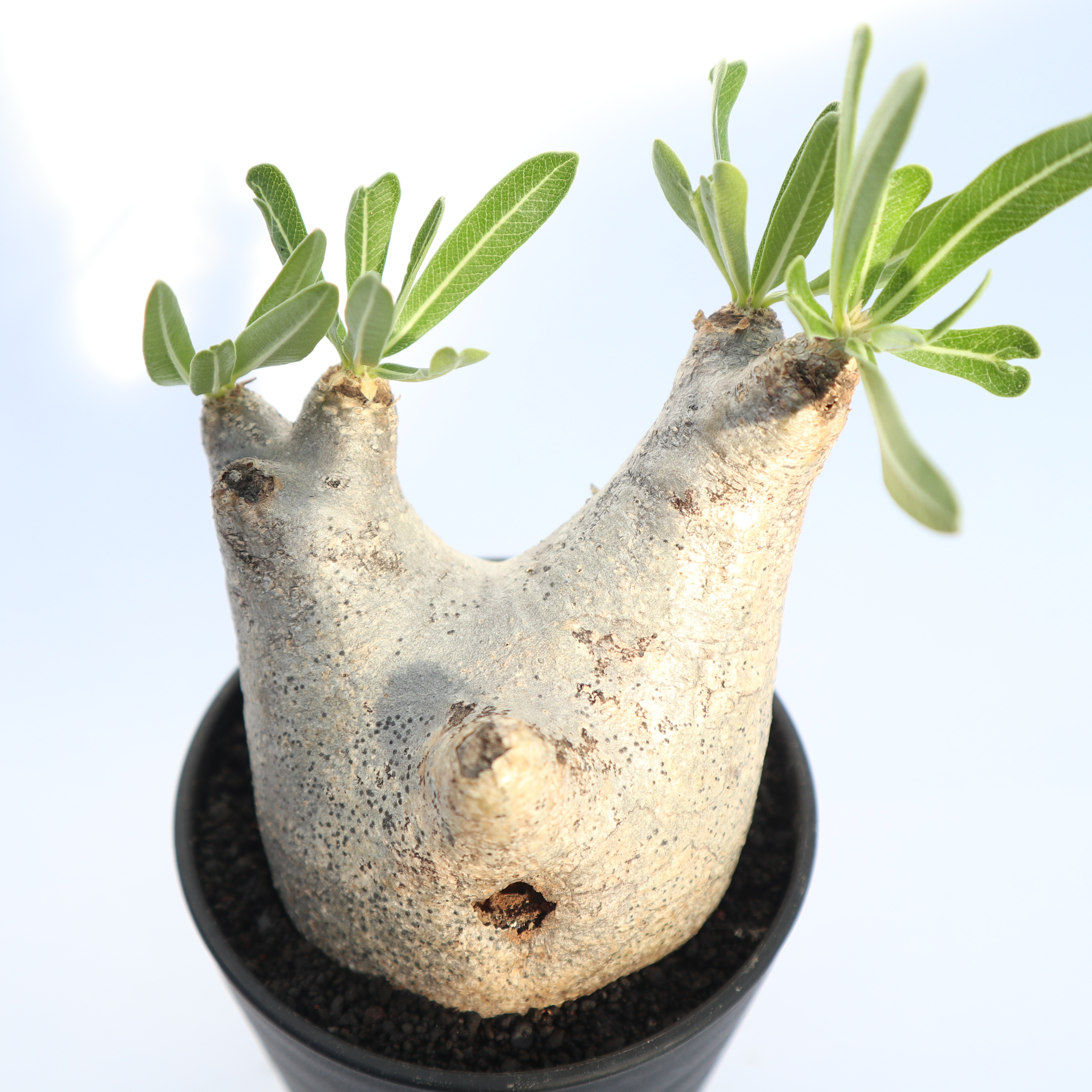 パキポディウム イノピナツム no.1 SOLD | mana's green