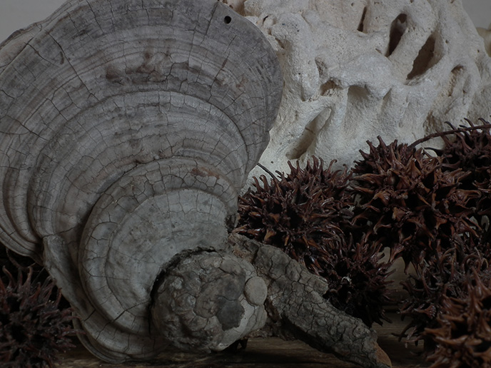 I00682b 猿の腰掛け サルノコシカケ（中） きのこ | MANSIKKA