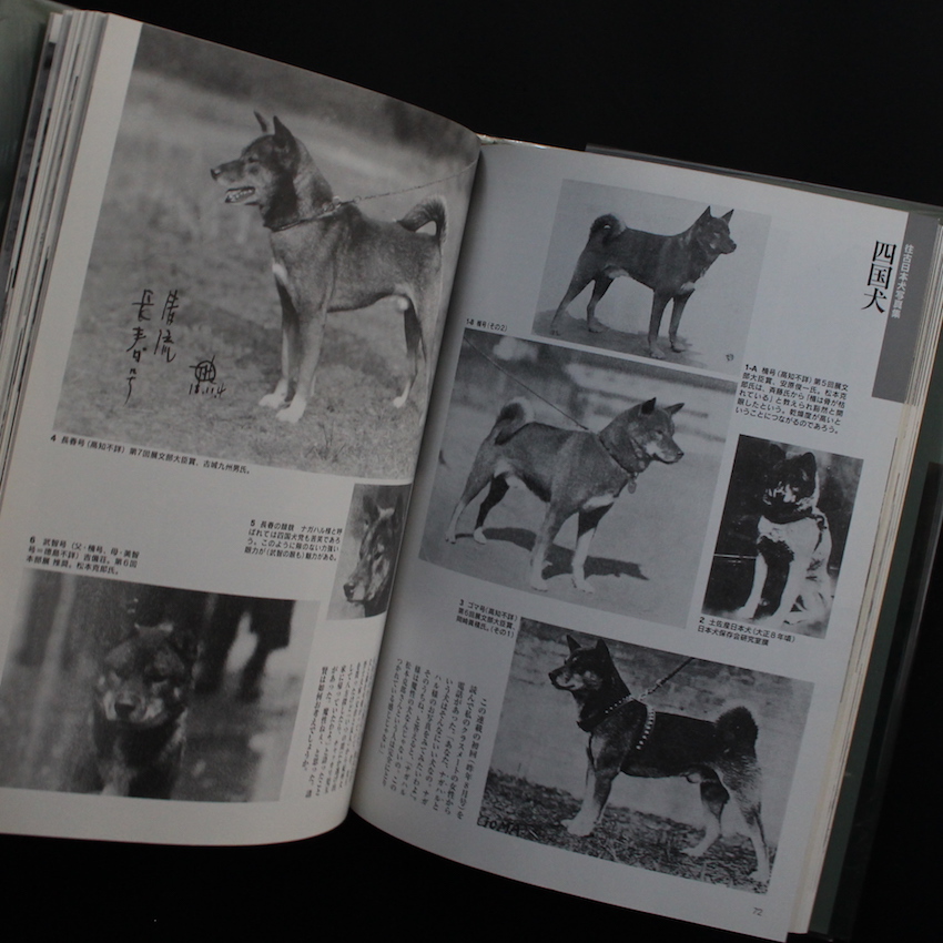 往古日本犬写真集 - 岡田 睦夫 / Mutsuo Okada