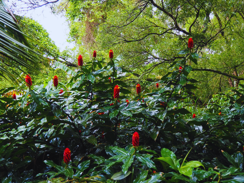 雨にぬれて輝く島 ─ 名前をもつハワイの雨たち