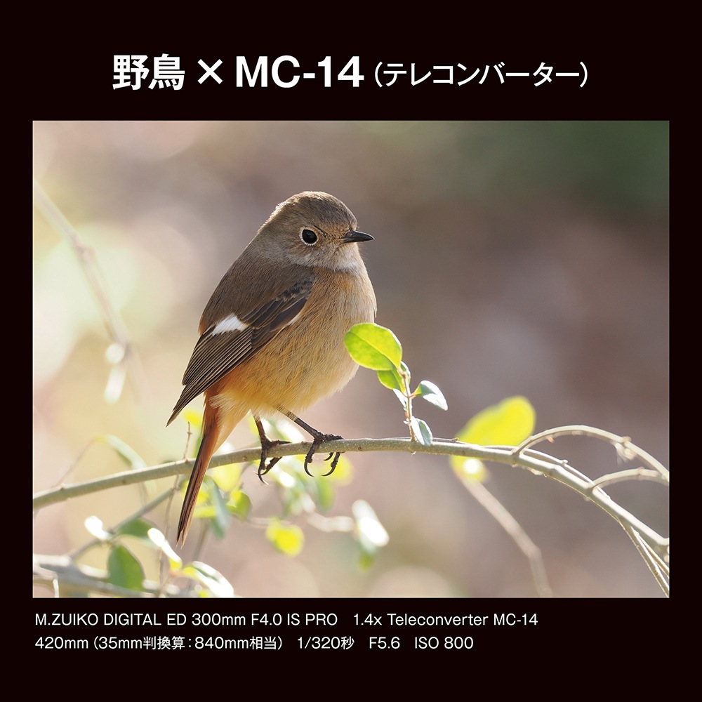 OM SYSTEM M.ZUIKO DIGITAL 1.4x Teleconverter MC-14 | 交換レンズ