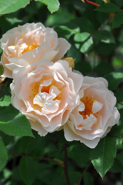 バラ苗【中苗】セフィーロ 国産苗 6号鉢植え品［契約品種］《J-RP