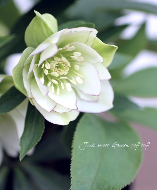 b*o様 クリスマスローズ　花芽多数 一点物】大和園 クリスマスローズ 4.5号（YA12）｜山野04-PA | 草花