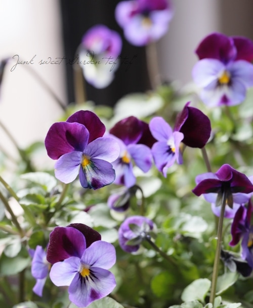 みもとビオラ『小悪魔プワリ』【バイカラー】 株が乱れているため20