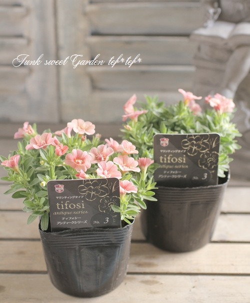 八重咲き！カリブラコア ティフォシーダブル アンティークシリーズ No