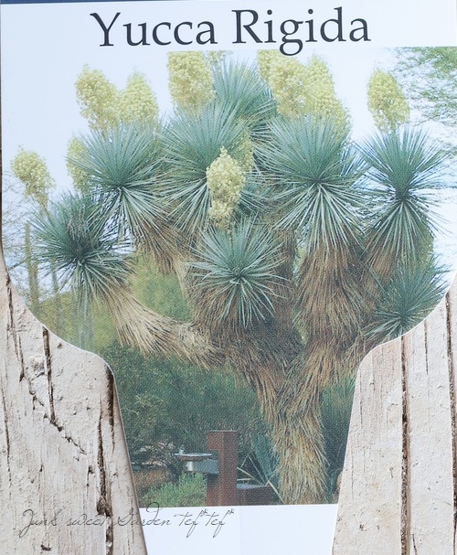 ユッカ 『リギダ』 | すべての商品 | | Junk sweet Garden tef*tef*