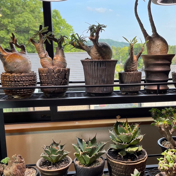 陶器 鉢 Japan history Art 盆栽 日本 沖縄 アガベ パキプス 陶器 観葉