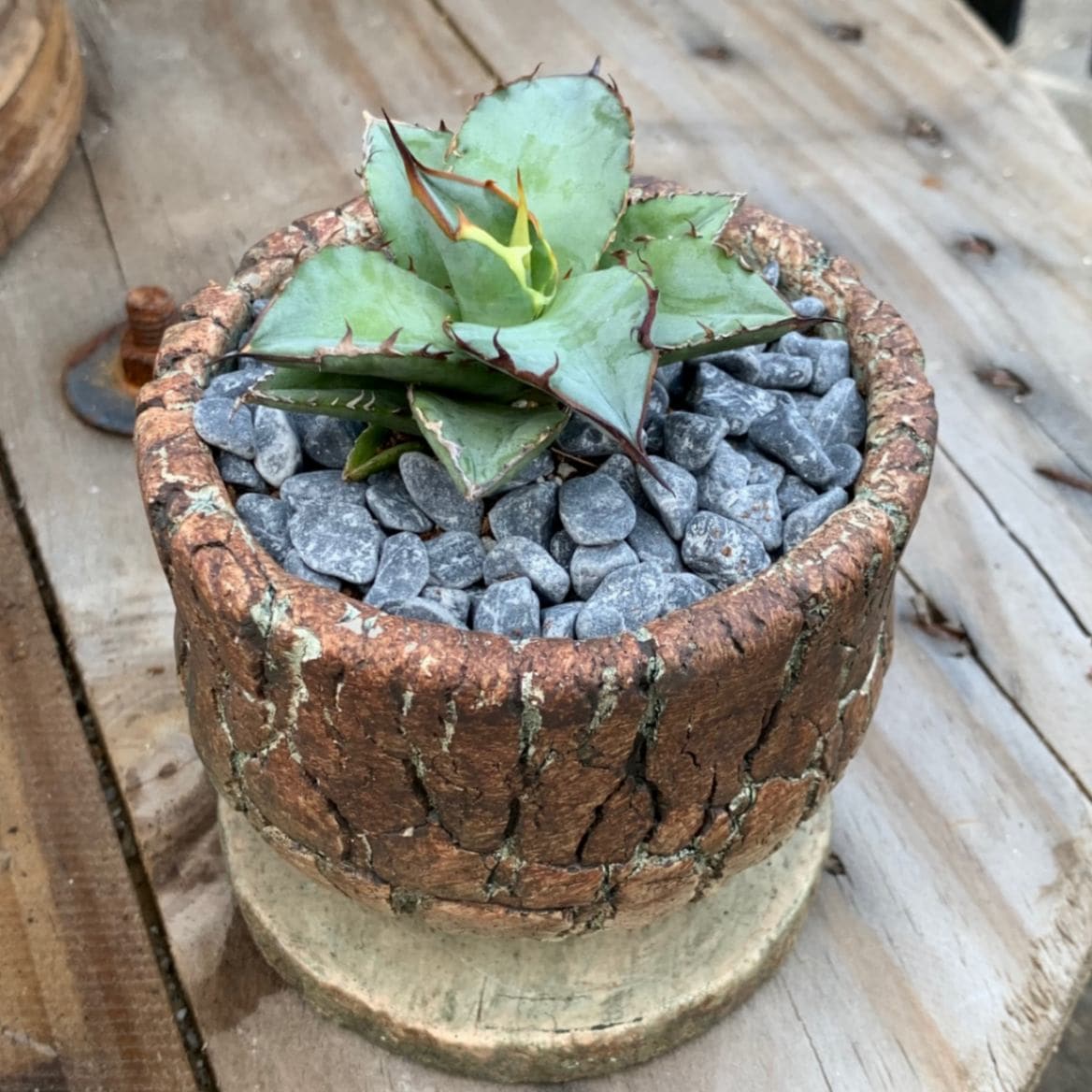 アガベ・チタノタ・ブルー | 観葉植物,アガベ | やどかり屋