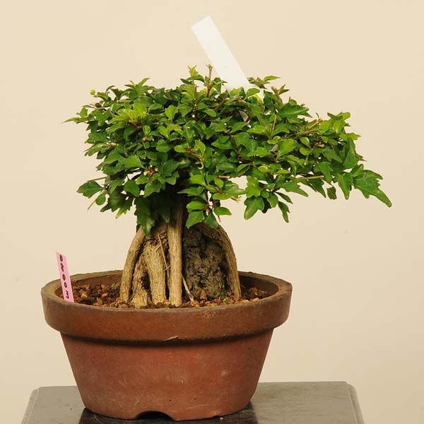 小品盆栽：におい楓石付（かえで・カエデ）【現品】*Kaede 【送料無料