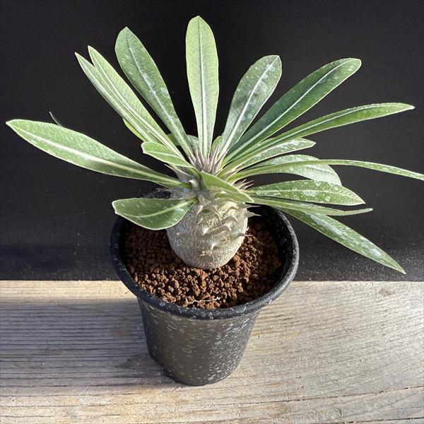 ☆特価☆コーデックス：パキポディウム 恵比寿大黒 実生*M 塊根幅3.5