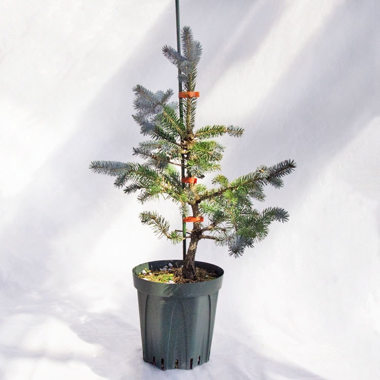 庭木・植木 ピセア・プンゲンスポプシー（コロラドトウヒ