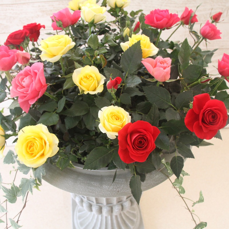 送料無料】大輪ミニバラ！お得な品質お試し3鉢セット | すべての商品