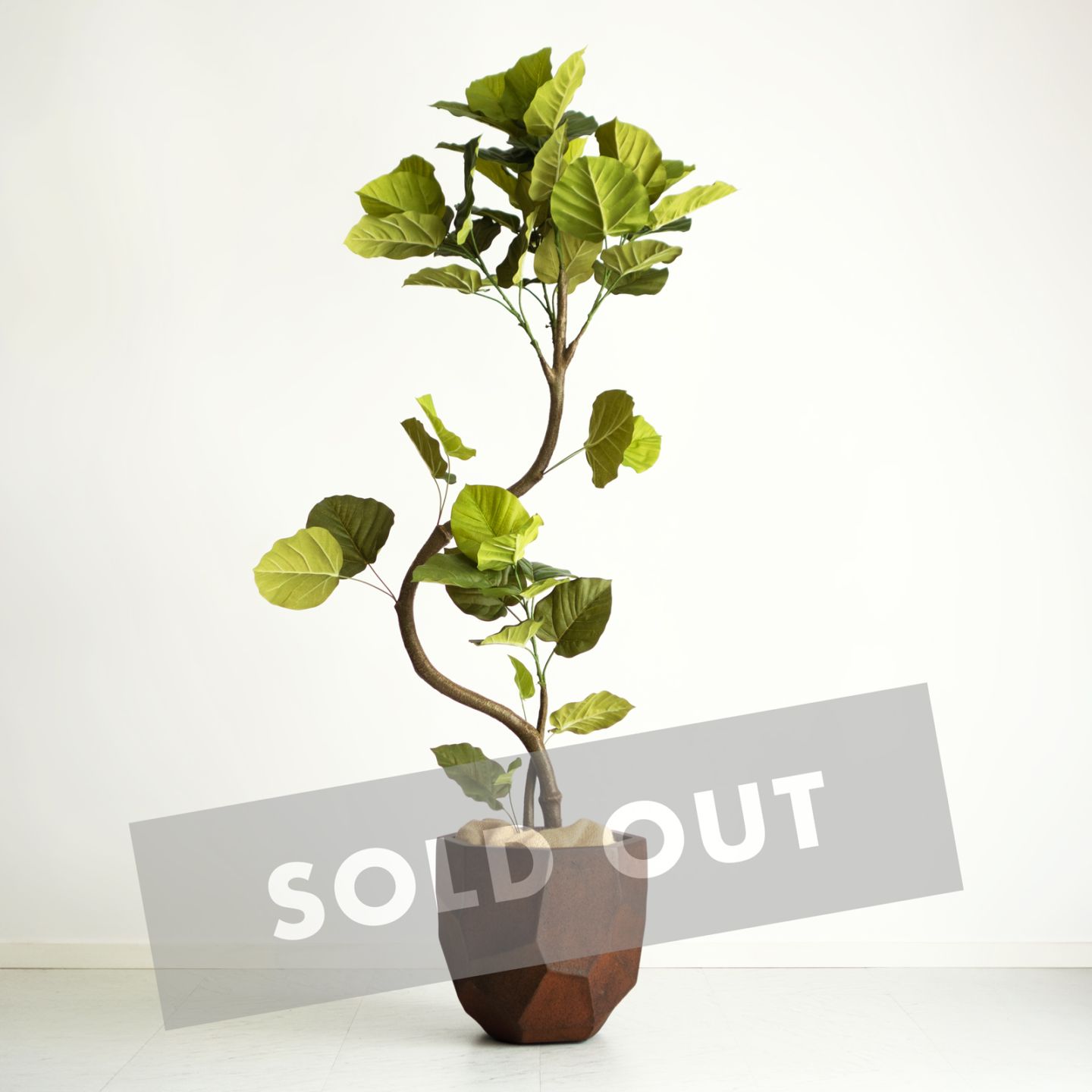 ウンベラータ・スパイラル H150cm｜フェイクグリーンならデコレラ公式通販