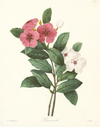 ピエール・ジョセフ・ルドゥーテ 「美花選」 1827年 No.98 | 古版画