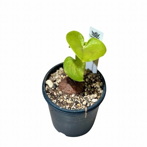 アフリカ亀甲竜 2.5号硬質ポット※現在落葉中｜芳樹園オンラインショップ