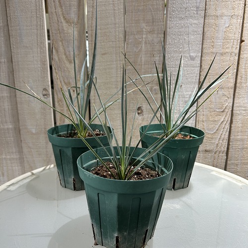 ユッカ ロストラータ 4号スリット鉢(個体おまかせ1鉢)｜芳樹園