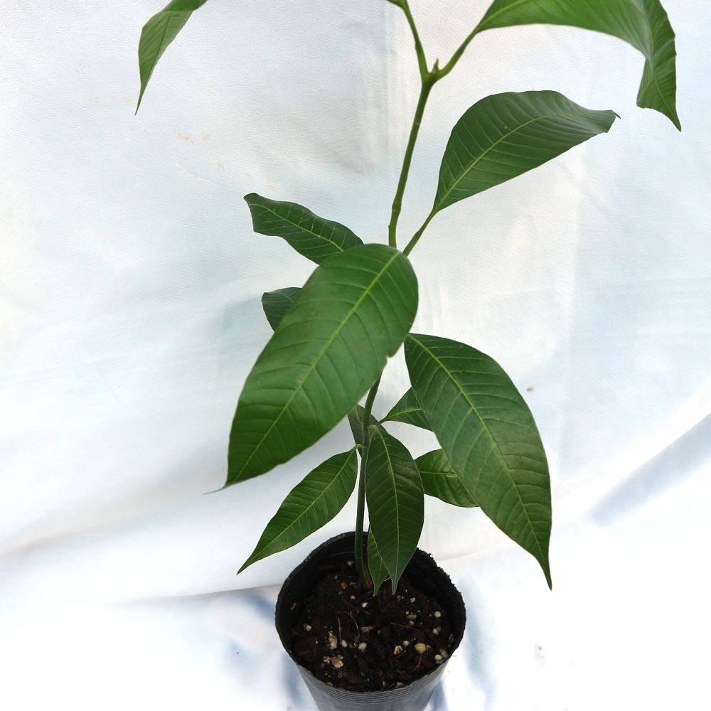 マンゴーの苗木【果樹苗 実生苗10.5cmポット／1個】｜ 【植物の