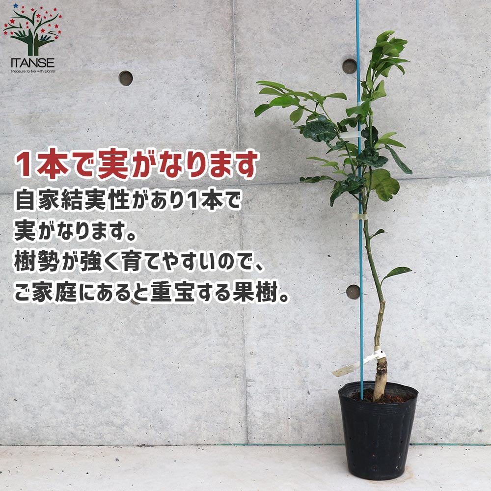 グレープフルーツの苗 スタールビー【果樹の苗木 15cmポット 1～2年生