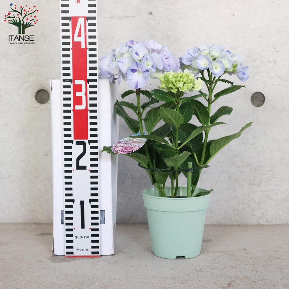 アジサイ スプラッシュブルー【花苗4号鉢／1個売り】｜ 【植物の