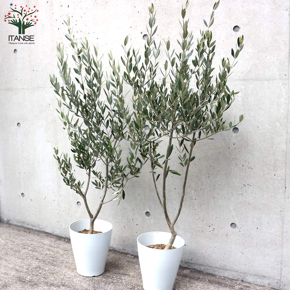 オリーブの苗木 品種：ミッション【果樹の苗木 7号テーパード鉢／1個