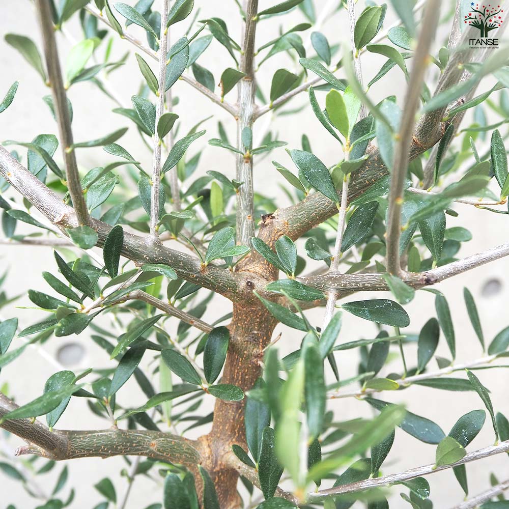 オリーブの苗木 品種：レッチーノ【果樹の苗木 大苗8号鉢／1個売り