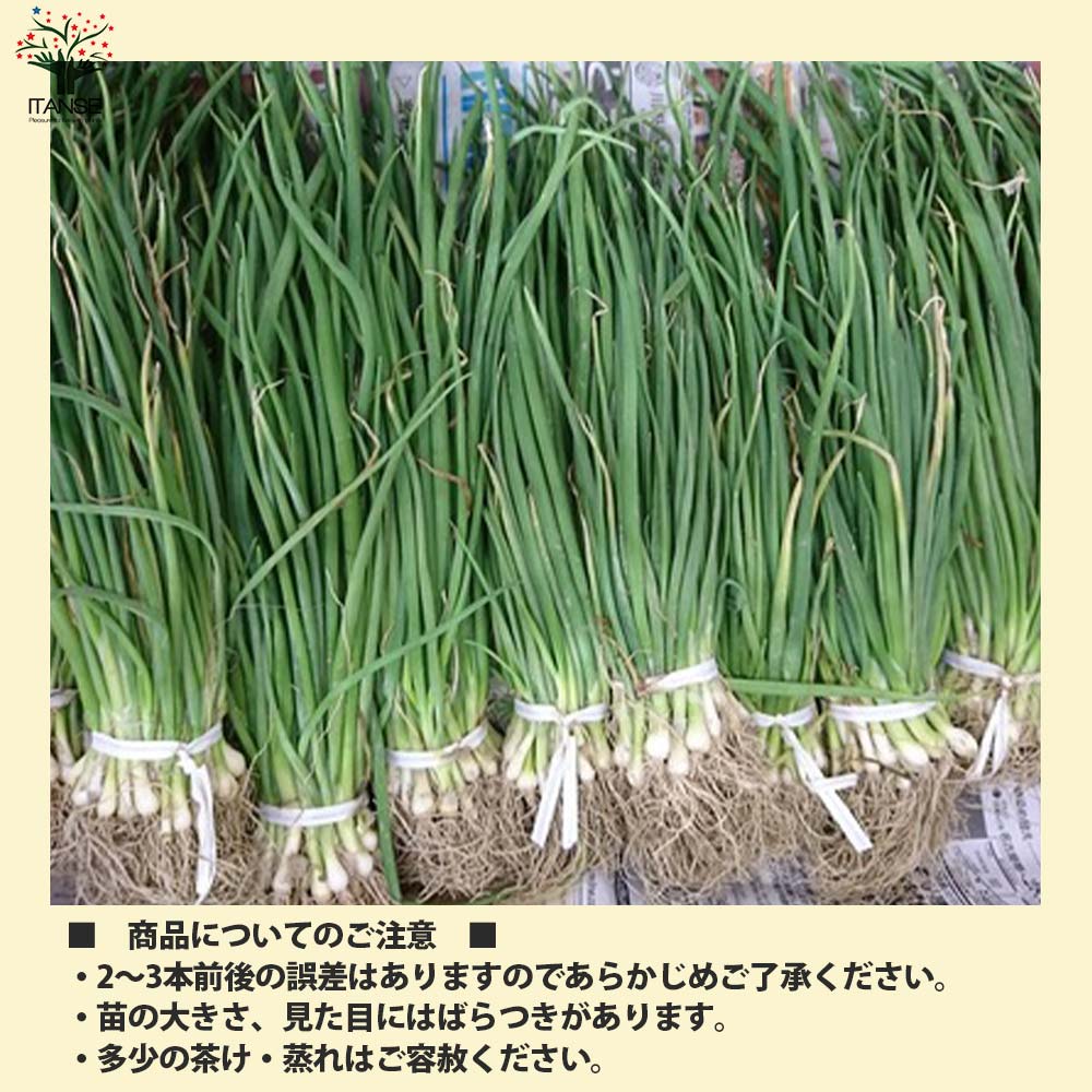玉ねぎ抜き苗 品種：ネオ・アース(中晩生) 【野菜の苗 約50本／束