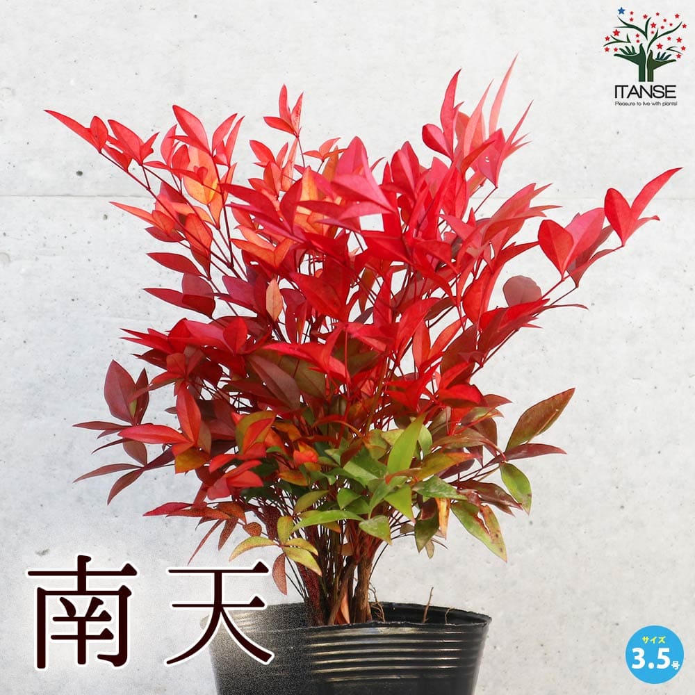 南天(ナンテン) 【庭木 3.5号ポットLサイズ】｜ 【植物のITANSE