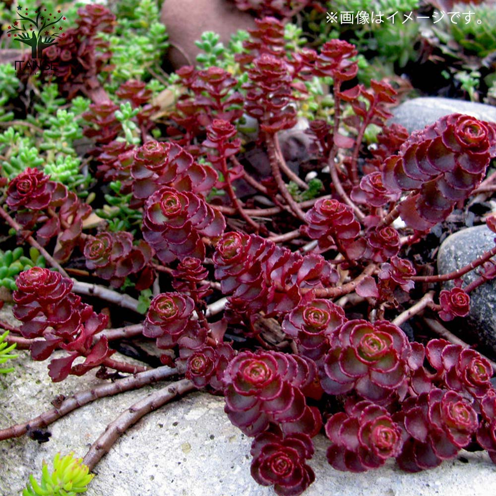 セダム ドラゴンズブラッド【多肉植物 2.5～3号ポット苗 グランド