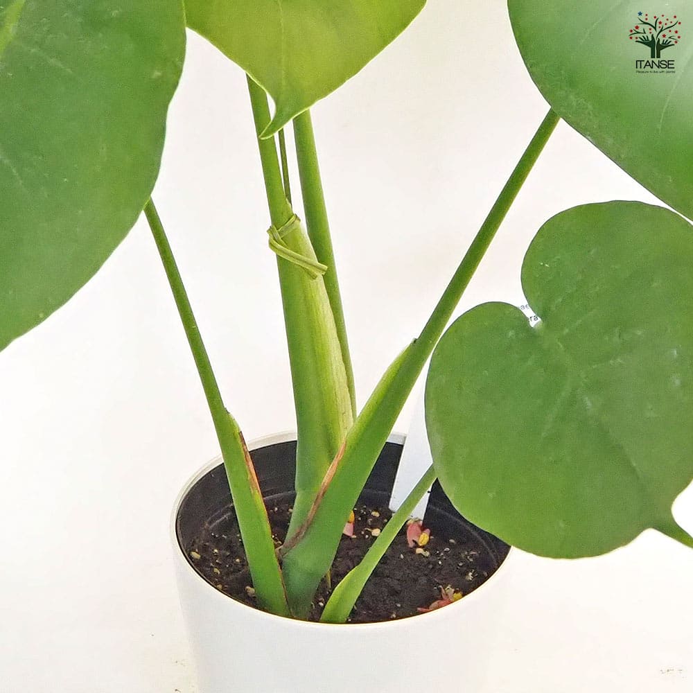 モンステラ デリシオーサ(ホウライショウ) 【観葉植物 5号／1個売り