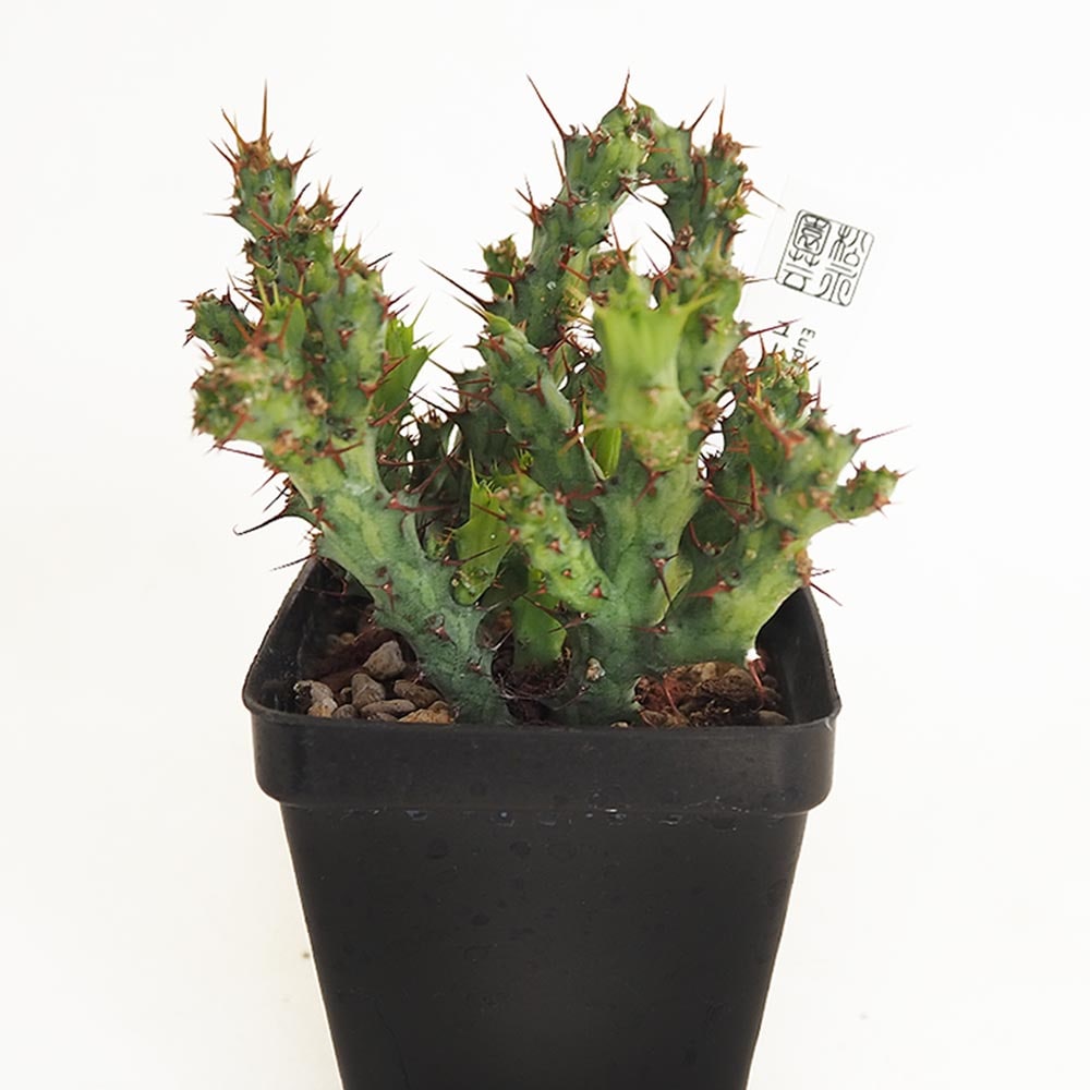 ユーフォルビア アクチノクラダ 【多肉植物 2.5号／1個売り】｜ 【植物