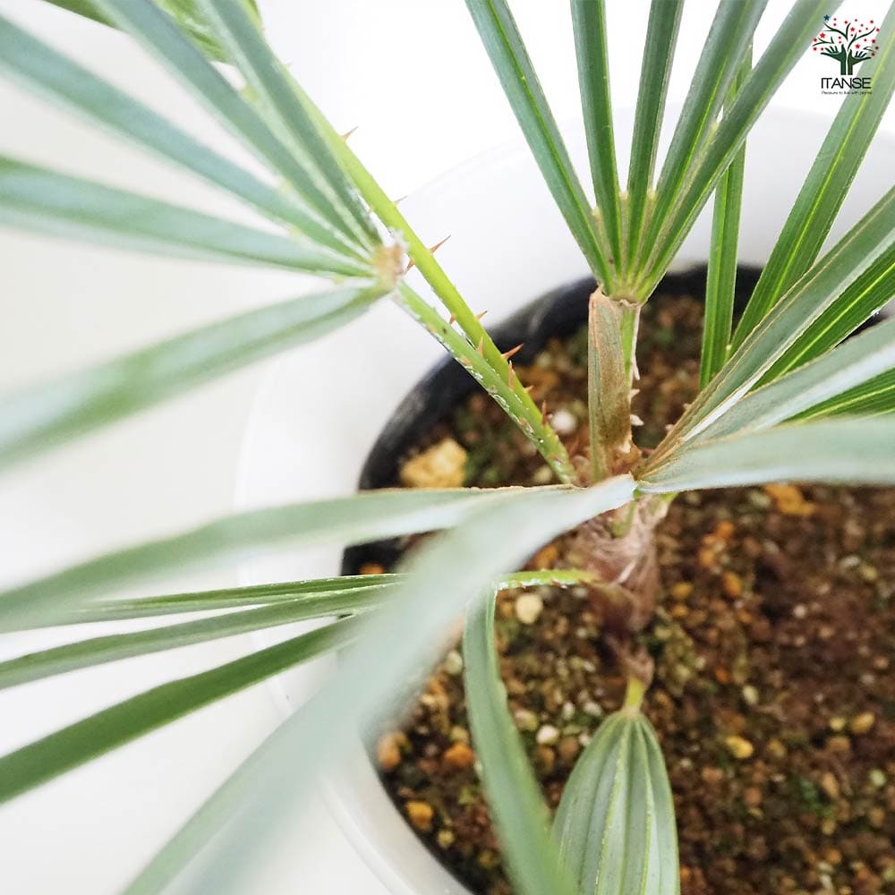 チャボトウジュロ(チャメロプス) セリフェラ 【観葉植物 7号／1個売り