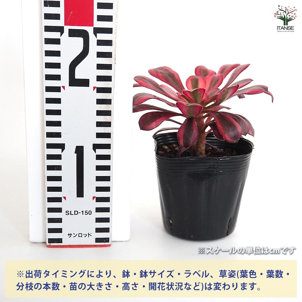 アエオニウム シャネル 【多肉植物 3～3.5号】｜ 【植物のITANSE