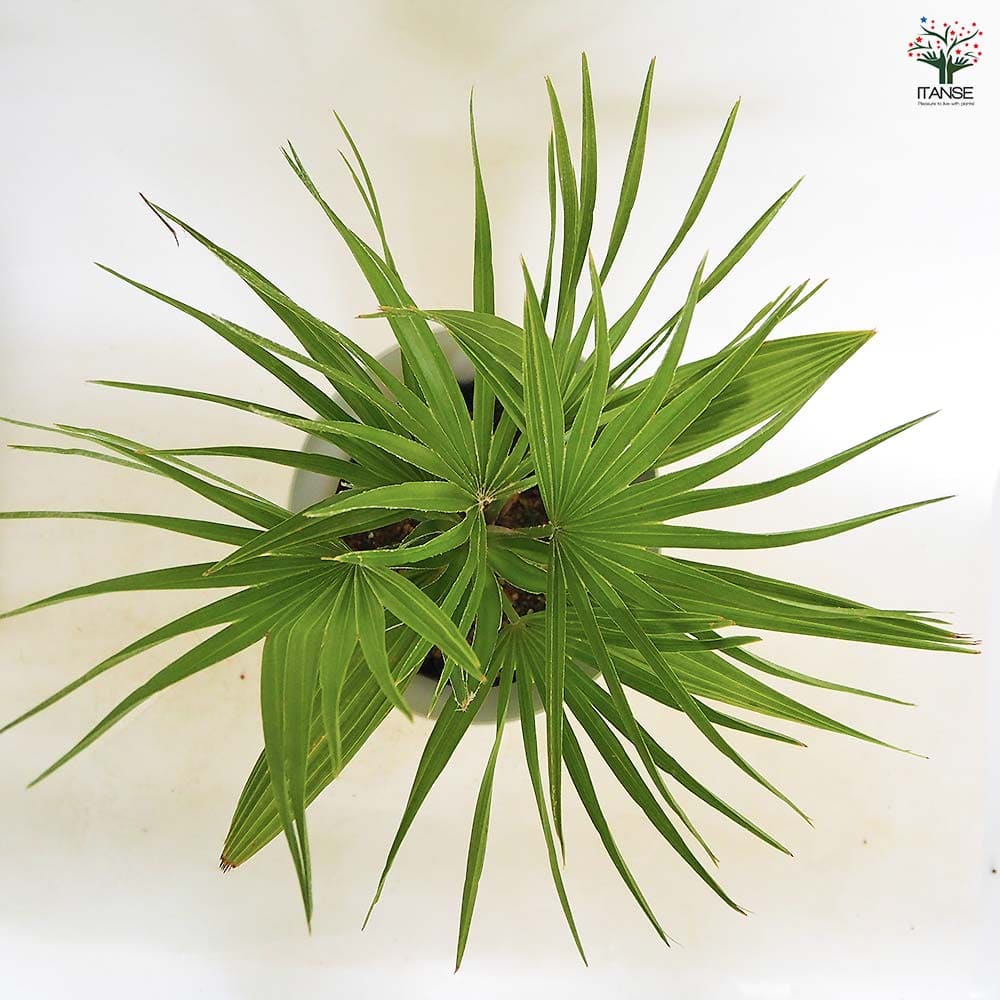 チャボトウジュロ(チャメロプス) ボルケーノ 【観葉植物 7号／1個売り