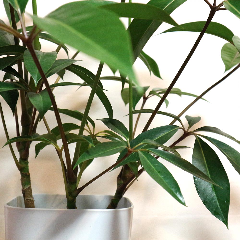 ツピタンサス【大型 観葉植物 8号鉢／2～3本立ち1個】｜ 【植物の