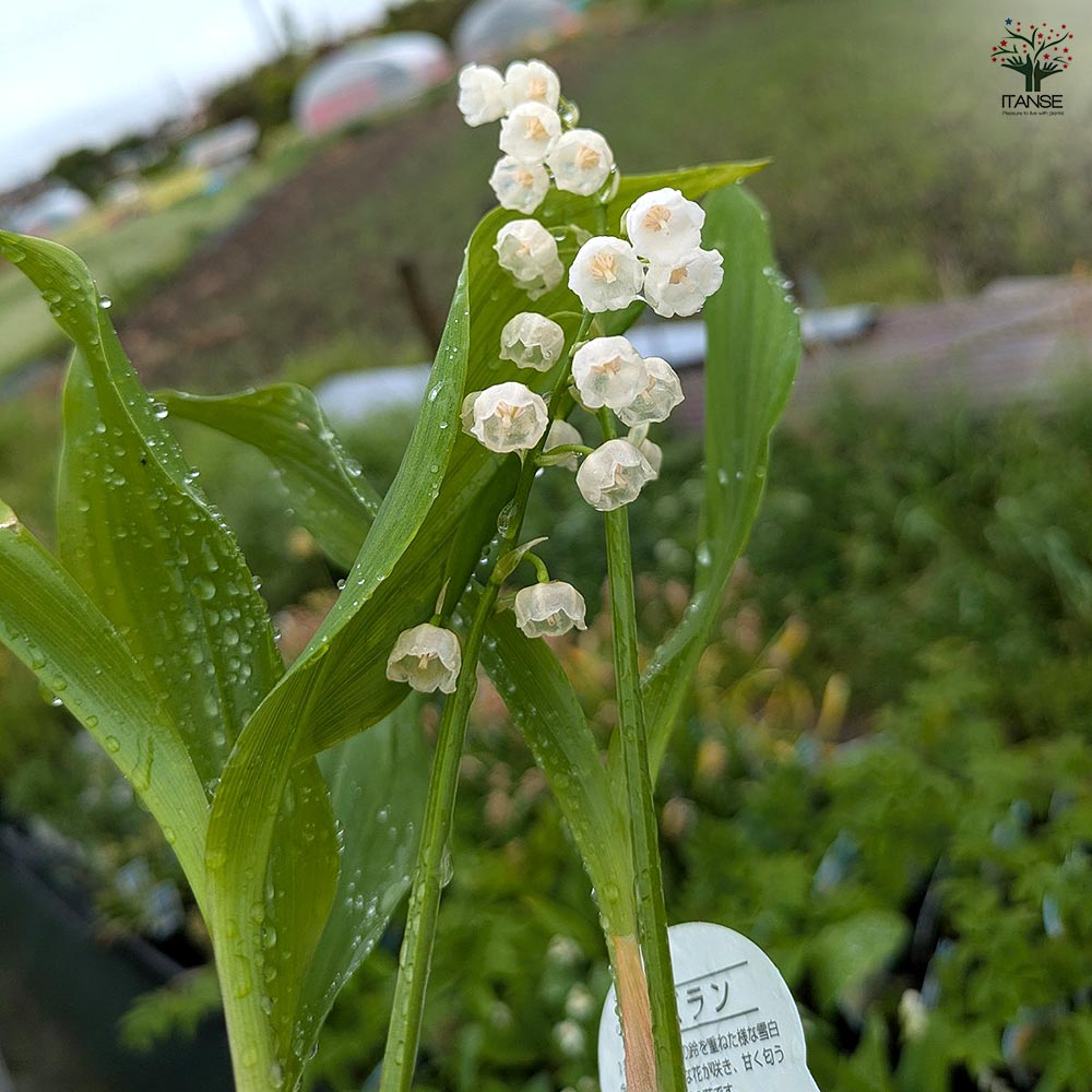 ニホンスズラン 2～3芽 【花苗 3.5号】｜ 【植物のITANSE】全品