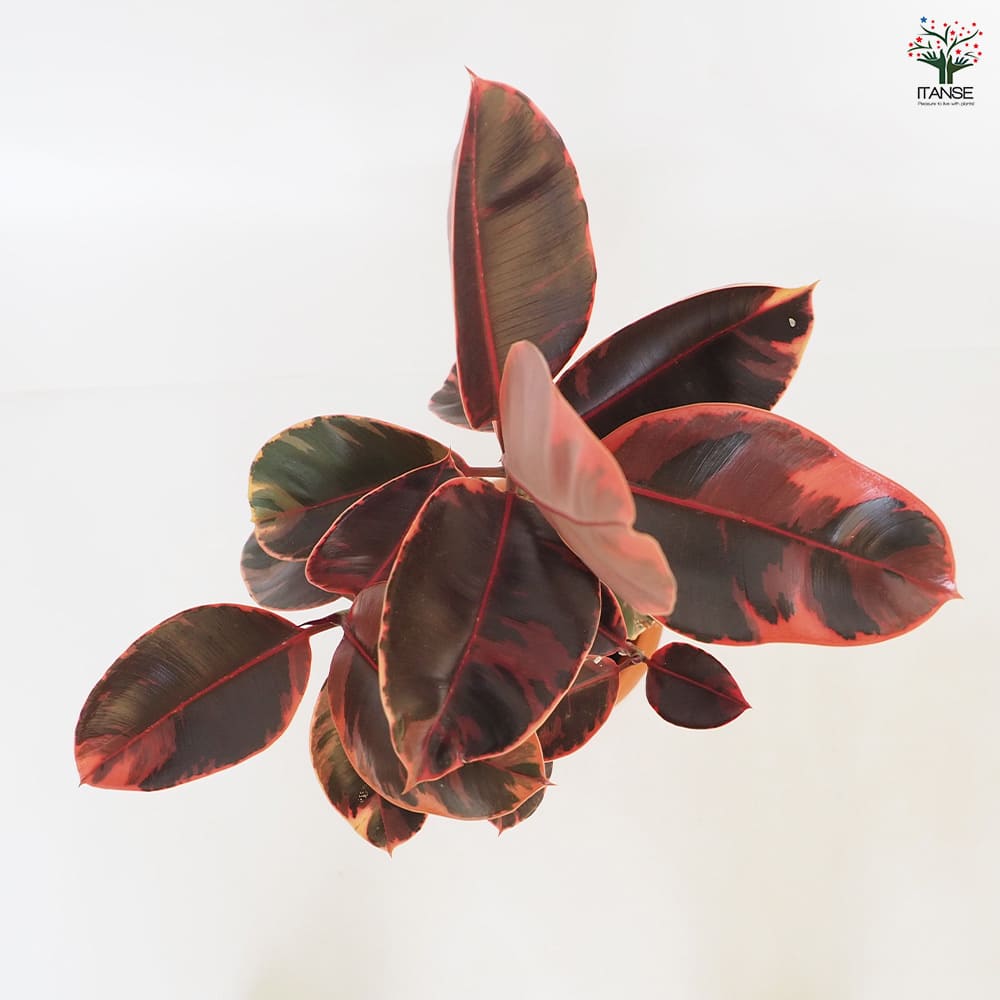 フィカス ルビー 【観葉植物 8号／1個売り】｜ 【植物のITANSE