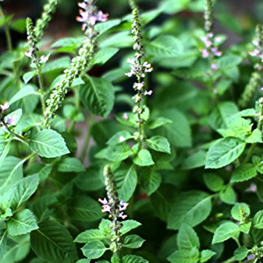 ホーリーバジル(ヴァナ・トゥルシー)【ハーブ苗9cmポット／3個セット