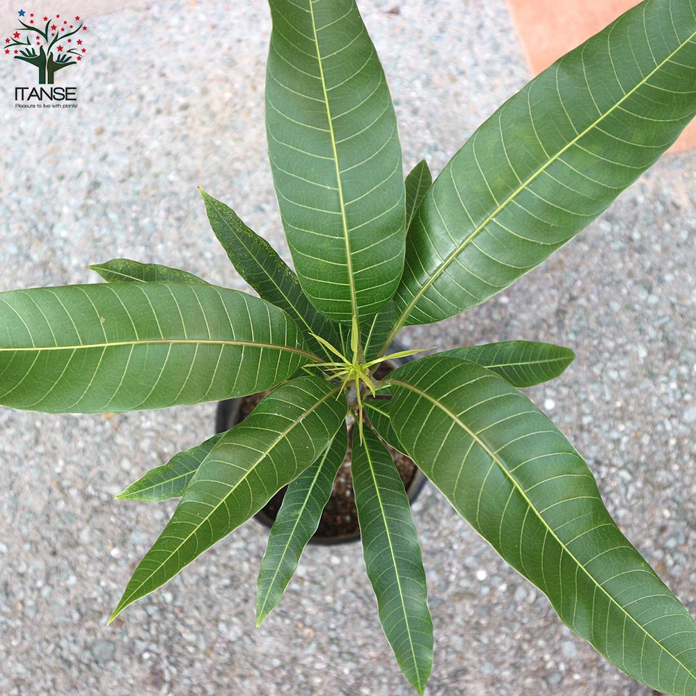 マンゴーの苗木 マハチャノック (鉢植え苗なので年中植付け可能)【果樹