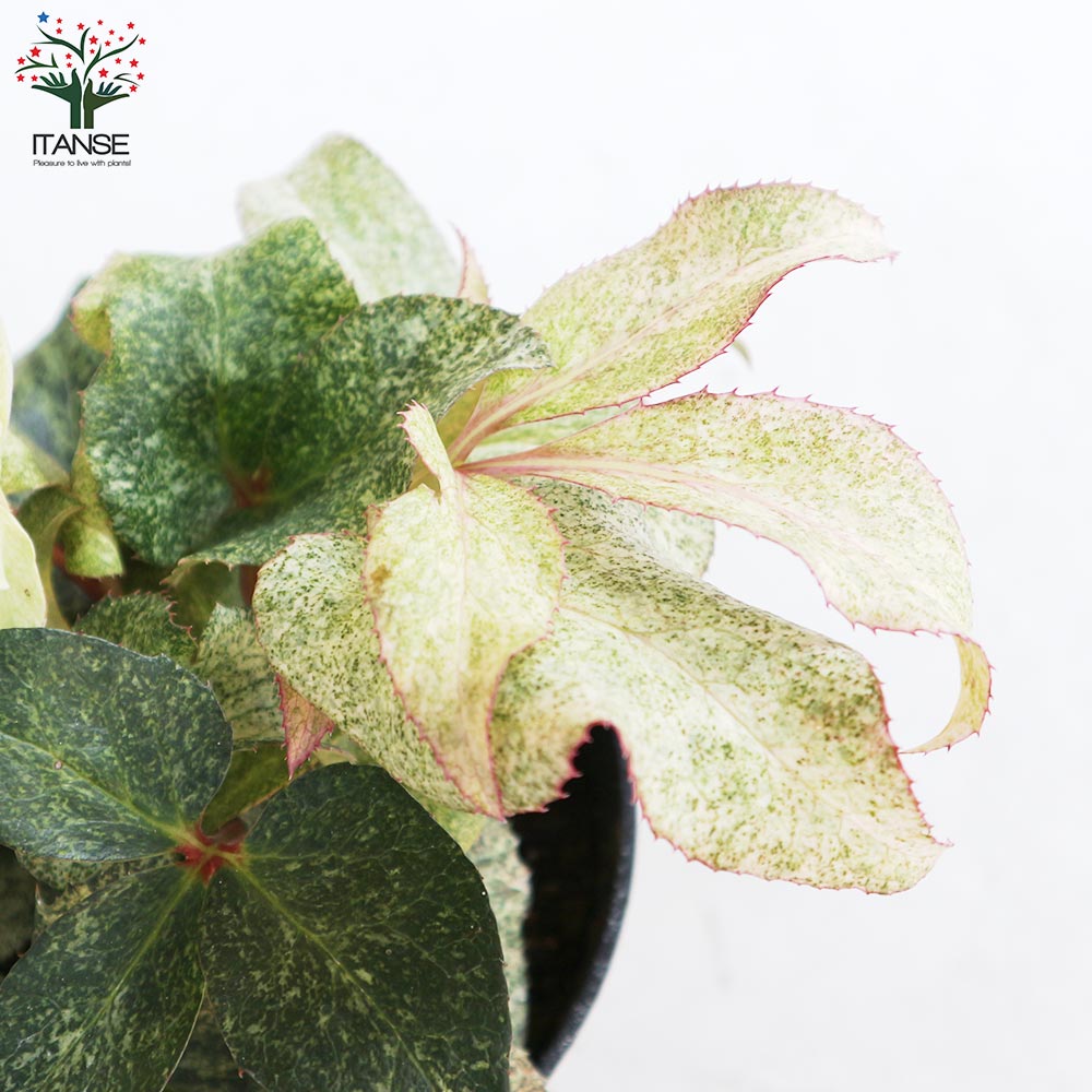 クリスマスローズ HGC スノーフィーバー 【花苗 5号ポット／1個売り